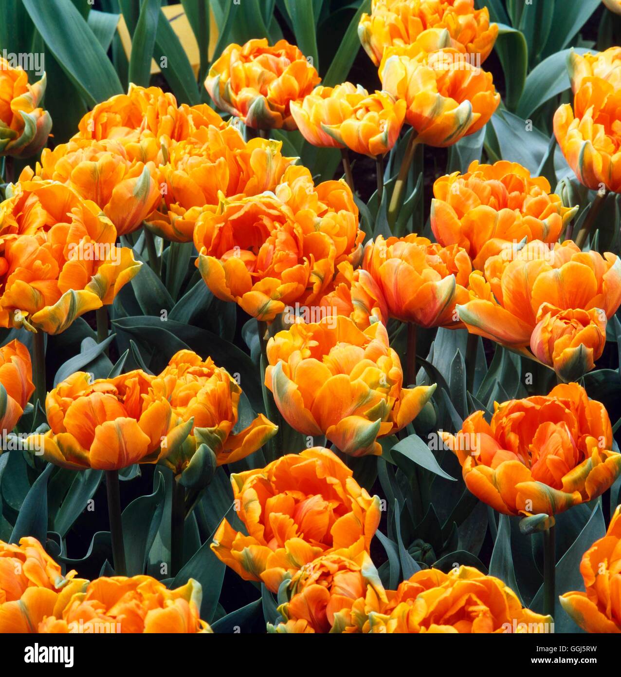 Tulipa - `Orange Princess' - (Double Late)   BUL101166 Stock Photo